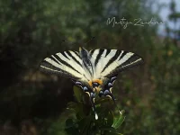 Koningspage [Iphiclides podalirius]